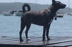 dog water squirt guns gif keister swim okay after