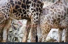 mating giraffes shutterstock