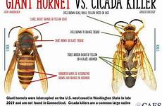 cicada killer hornet wasp murder wasps connecticut scientists northeastern unusually differences noting agricultural dugas katherine experiment