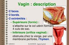 vagin feminin appareil genital féminin génital inférieure lors utérin