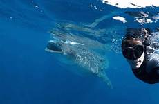 gif shark whale manta roundup ray deep sea deepseanews motion