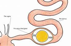 oviposition ovary laying hens roodbont signals