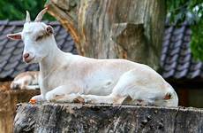 goat animals animal goats wild zoo horns horned fur nature mammal vertebrate fauna wildlife tree