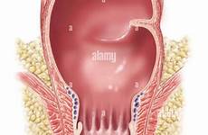 rectum anus retto alamy normale