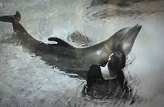 dolphin dolphins howe delfino admits part lovatt