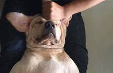 dog massage his gives owner man body full him woman video adorable relaxes moment