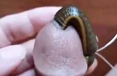 penis leech worm thisvid slipping