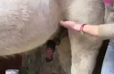 handjob horse teen her touch videos