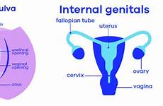 vulva menstruation discharge