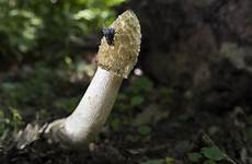 penis fungi smells rotten phallic looks