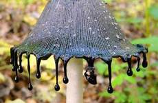 mushroom ink cap dripping fungi mushrooms inky fungus badass gills techeblog shrooms edible nytimes