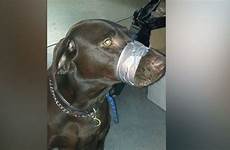 dog woman animal mouth man charged tape after her cruelty muzzle bound posting taping she prison years who dogs allegedly