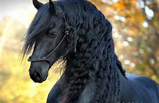 horse beautiful friesian most horses mane boredpanda stallion frederik great face head gorgeous galloping him friesan beauty