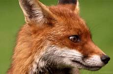 gif fox red head giphy orange headlikeanorange gifs everything animals has