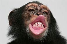 chimp chimpanzee smacking chimpanzees smack speech solve skynews rhythms populations