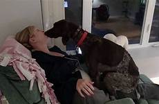 dog german lap loves his shorthaired pointer mommy