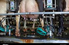 milk cow milking machine large udder farm robotic dairy minnesota leaks milked alamy being after