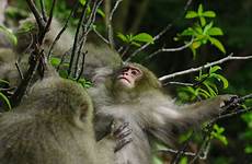 japanese mating macaque macaques primate strategies brawn brains over spatial positioning important including groups