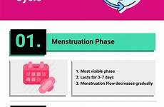 menstruation menses phases