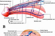 penile venous veins implication arterial