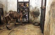 zoo surabaya death animal animals indonesia tiger cruelty close zoos change overcrowding shut bandung neglect down conditions cages president illegal