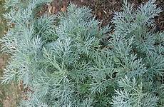 artemisia absinthium wormwood absinthe herb