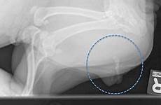 clitoris large big bijou abnormally leads surprise medical teen hermaphrodite radiography bulldog penile bone showing french rayon dog blonde