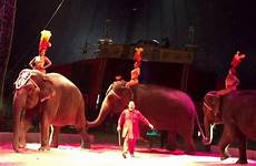 circus riding sexy women elephants