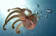 octopus oktopus tentacles blue species ringed has britannica mollusk animal water pairs poisonous hands eyes four two but facts common