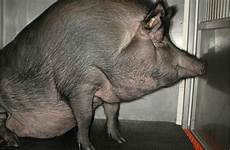 pigs hog killer cloned ossawa sciencenordic