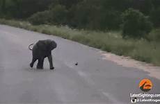 elephants amazing bestanimations