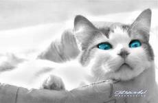 wallpaper eyes cat blue cats wallpapers background animal preview click full