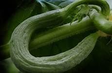 gurke krumme serpent cucumber concombre crooked gurken pickle katzen angst darum cucumbers whatsapp pixel