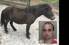sex horse having miniature man deputies occasions arrested multiple say