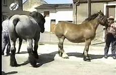 horse mating draft horses breeds mate cow women mpg animal saved