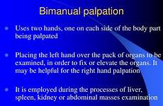 palpation bimanual examination physical ppt powerpoint presentation slideserve