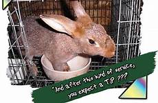 rabbit information cute cage captions funny bunny treasure chest gif saved farm animals