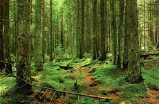 virgin forest romania beech forests ancient primeval europe carpathians regions other nature harghita european natural luci reserve come present