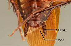 periplaneta cockroach cucaracha australasiae abdomen ventral cerci posterior macho roaches australiana abdominal fabricius