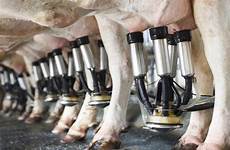 milking ploughing championships cows milked