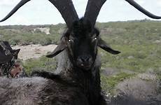 goats demonic evil horns impressive bode chifre phillip cabras satanic hellish 9gag creatures natureismetal