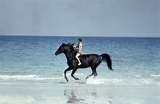 stallion horse film movie cavalli kelly reno 1979 belli boy di alec ole cass real sui tutti tempi counting criterion
