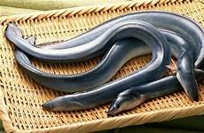 food eels unagi japanese japan ago years