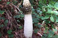 mushroom mushrooms phallus impudicus species penises sounding hilariously nasty stinky