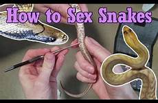 snakes sex