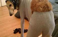 funny dog dogs legs