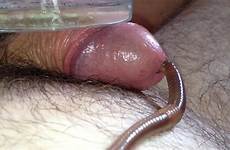 worm fetish cock thisvid gay