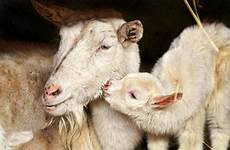 goats animals wallpaperup lamb