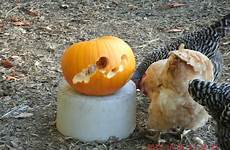 pumpkin carving widened eye baker contest valley chickens stretched somebody stem removed