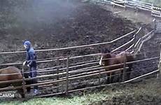 horse sex having man camera stable cctv after worker girlfriend security her down dumps he thesun russia filmed stables